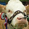 North Somerset Show 2013
